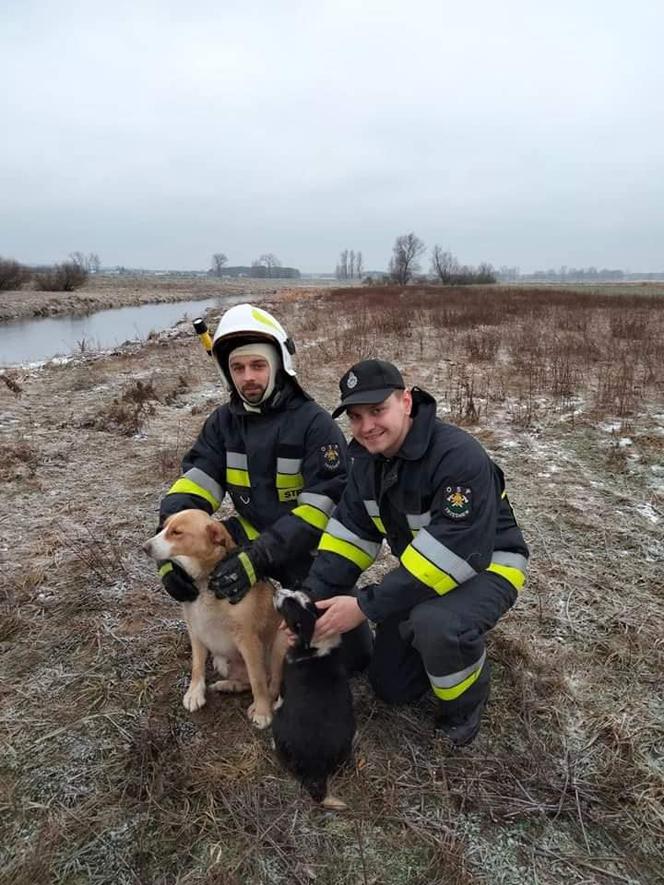 Lód zarwał się pod psami! Jeden nie żyje. Dramat niedaleko Koła