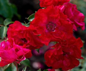 Róża rabatowa 'Rotilia'