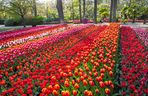 Ogród Keukenhof w Holandii
