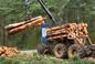 Branża drzewna w dużych kłopotach. Zabraknie drewna dla budownictwa i meblarstwa?