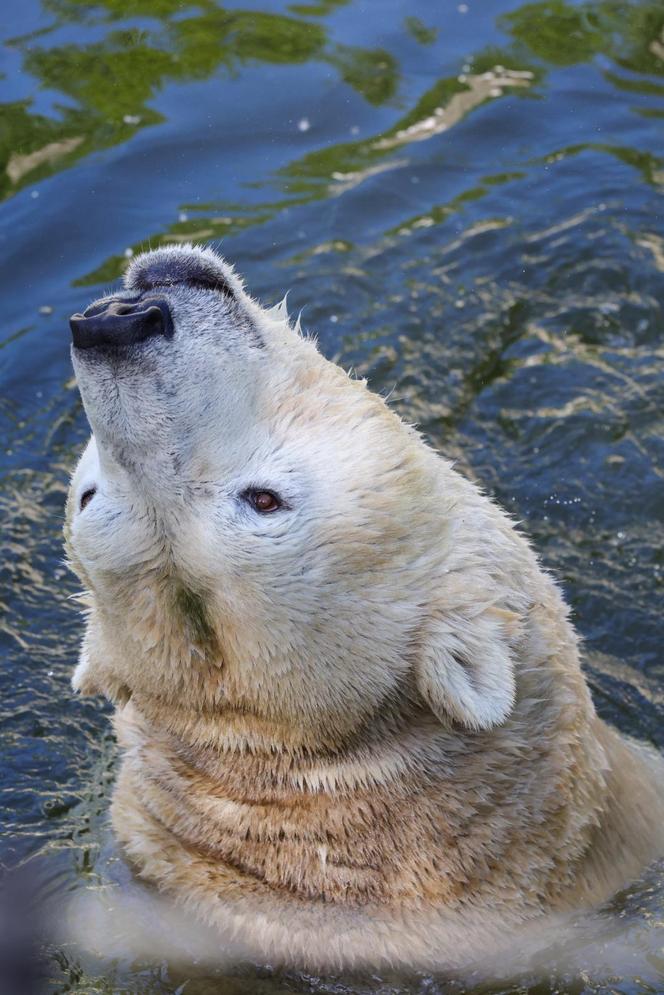 Niedźwiedzie polarne z Warszawskiego ZOO