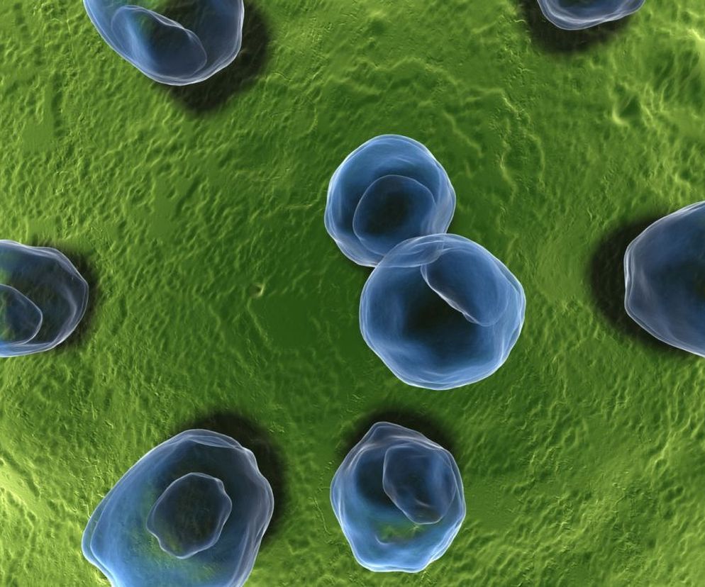 Chlamydioza wywoływana jest przez bakterie   Chlamydia trachomatis, które przenoszą się podczas stosunku płciowego bez zabezpieczenia, w czasie porodu lub przez bezpośredni kontakt z zakażoną osobą.