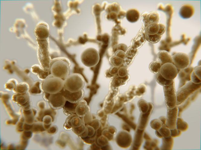 Candida albicans