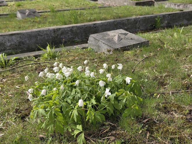  Cmentarz Armii Radzieckiej