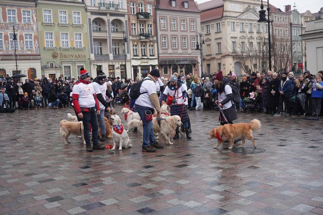 Golden Retriever WOŚP w Poznaniu