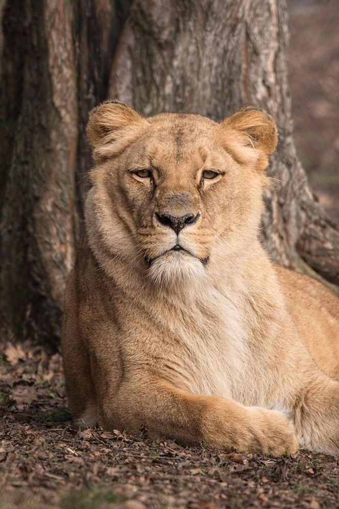 Smutek we wrocławskim zoo. Nie żyje Okavango, lwica angolska. Mieszkała w ogrodzie od 16 lat