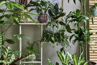 Domowe sposoby na czyszczenie liści kwiatów