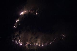 Podkarpacie: W powiecie stalowowolskim spłonęło 50 ha lasu. Zdjęcia przerażają [GALERIA]