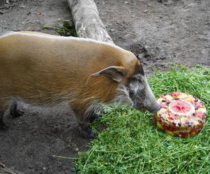 Świnka Petunia świętowała 17. urodziny 