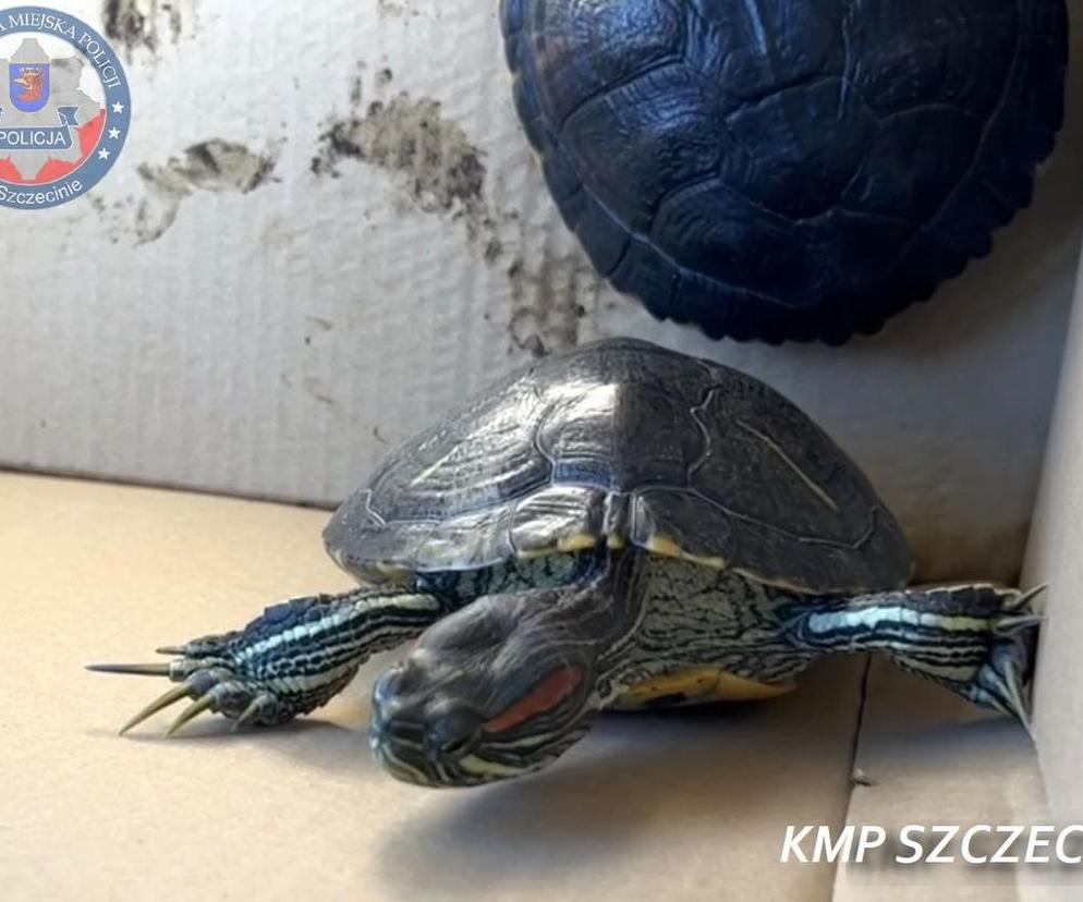 Szczecinianka sprzedawała żółwie, których posiadanie jest zabronione 