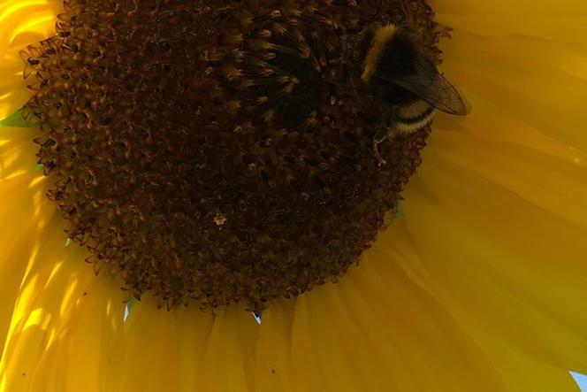 DWA miliony dla pszczelarzy w Wielkopolsce!