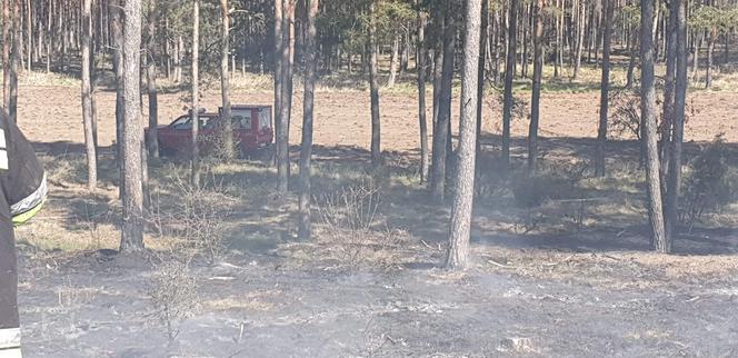 Pożar lasu pod Bydgoszczą! Z ogniem wlaczyło 6 zastępów straży pożarnej [ZDJĘCIA]