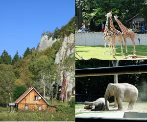 Autobusem do ZOO lub Ojcowa. Już w majówkę powracają linie sezonowe i rekreacyjne