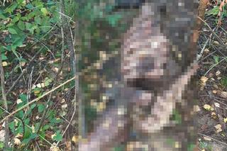 Kłusownik z powiatu tomaszowskiego wpadł w fotopułapkę