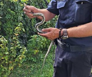 Dzielnicy Sławomir pomógł przerażonej kobiecie z powiatu toruńskiego. Zabrał z jej posesji węża