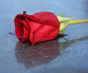 Zginęły w drodze do szkoły, sprawcy nie wykryto. Czy morderca zostawia róże na ich grobach? 