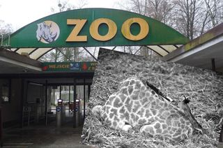 Zoo pożegnało młodą żyrafę