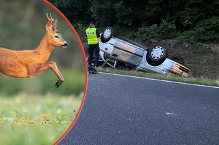 Sarna wyskoczyła przed ich auto. Dachowali i wylądowali w rowie! W środku troje malutkich dzieci [ZDJĘCIA]