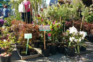 Chorzów: Kwiaty, zioła i dodatki do ogrodu. W Parku Śląskim trwa Święto Kwiatów [ZDJĘCIA]