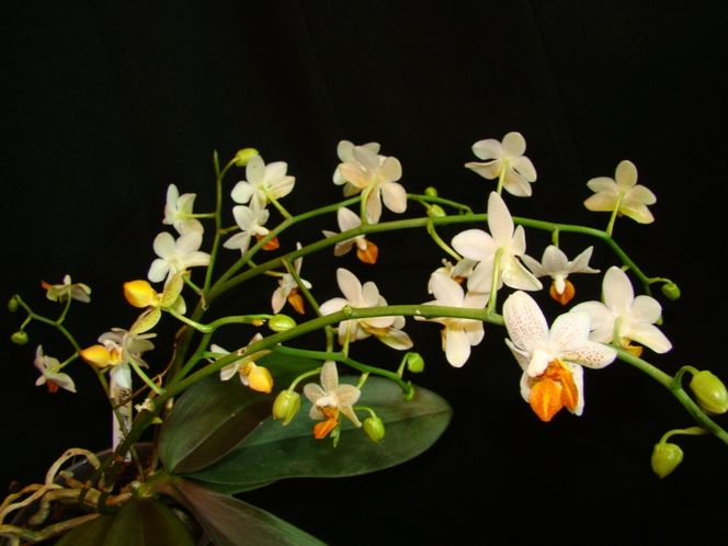Phalaenopsis: najpopularniejszy storczyk