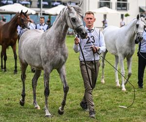 Prawie 640 tys. euro za konie na aukcji Pride of Poland