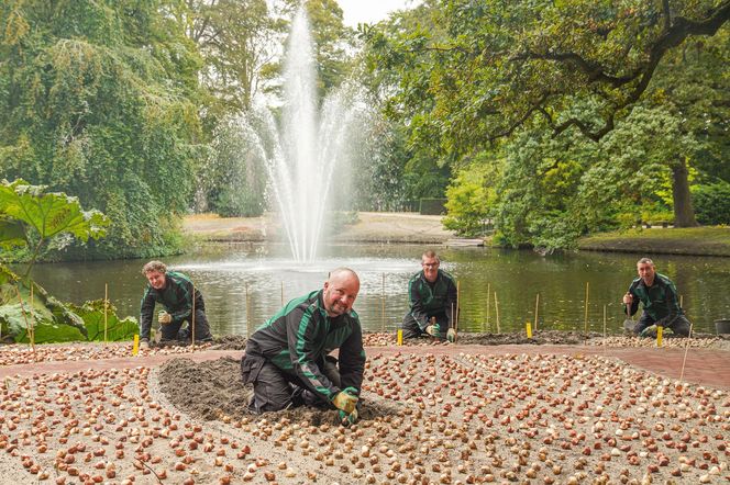 Ogród Keukenhof w Holandii