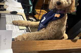  Psie wsparcie w sądzie hrabstwa Lake