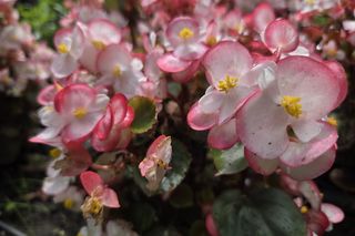 Spacer przez muzyczne serce Bydgoszczy. Park Kochanowskiego zachwyca historią i klimatem