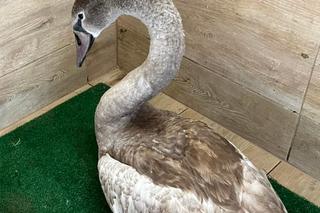 Łabędź połknął haczyk wędkarski [GALERIA]