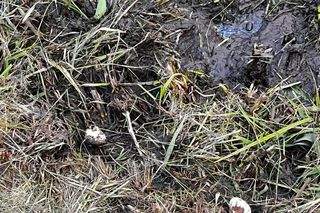 Warszawa, Wesoła. Zniszczone gniazda kaczek