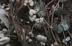 Ceropegia Wooda