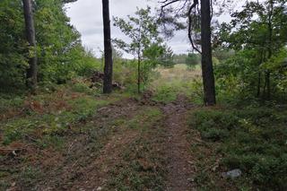 Las w rejonie Odrowążka (Nadleśnictwo Suchedniów)