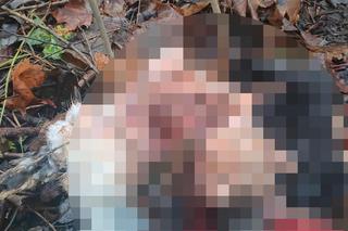 Oskórowany pies bez głowy i łap. Makabra w lesie pod Rybnikiem