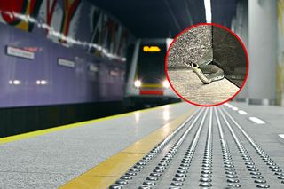 Sensacja w metrze! Długi gad próbował podróżować komunikacją miejską. Niezwykłe zdarzenie