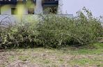 Deweloper nielegalnie wyciął dwa drzewa w Warszawie. Mieszkańcy oburzeni. „Będziemy reagować”