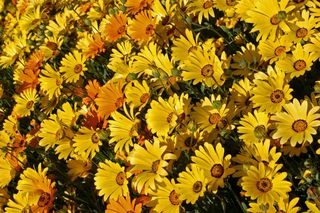 Dimorfoteka zatokowa