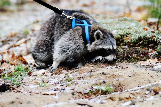 Przygarnęłam szopa