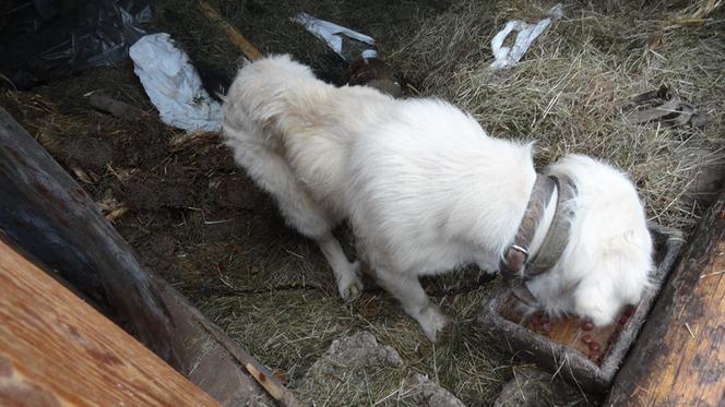 Owczarek podhalański został cudem uratowany. Właściciel nie dawał mu jedzenia, by głośniej szczekał