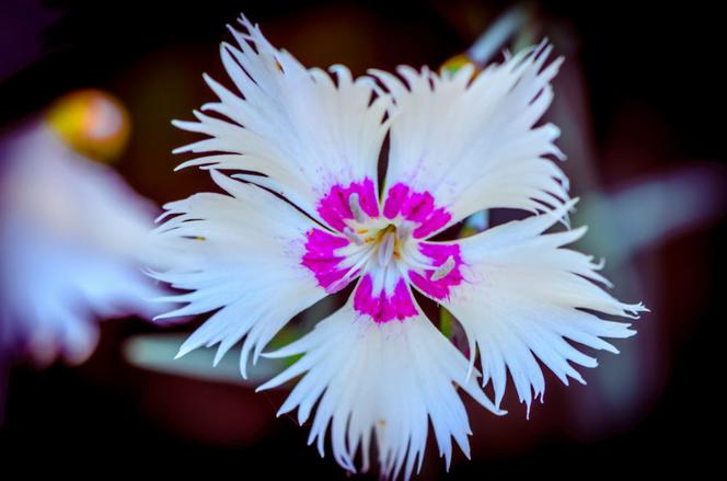 Goździk montpeliański - Dianthus monspessulans