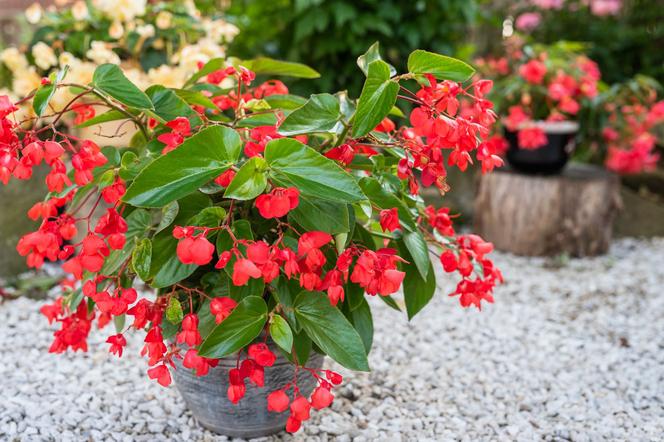 Begonia bulwiasta