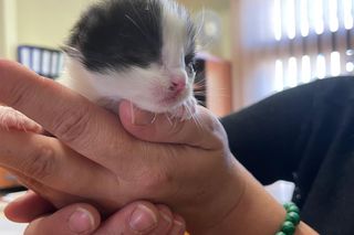 Ktoś wyrzucił kotki w foliowej reklamówce do rzeki. Wstrząsające zdarzenie w Iwoniczu-Zdroju