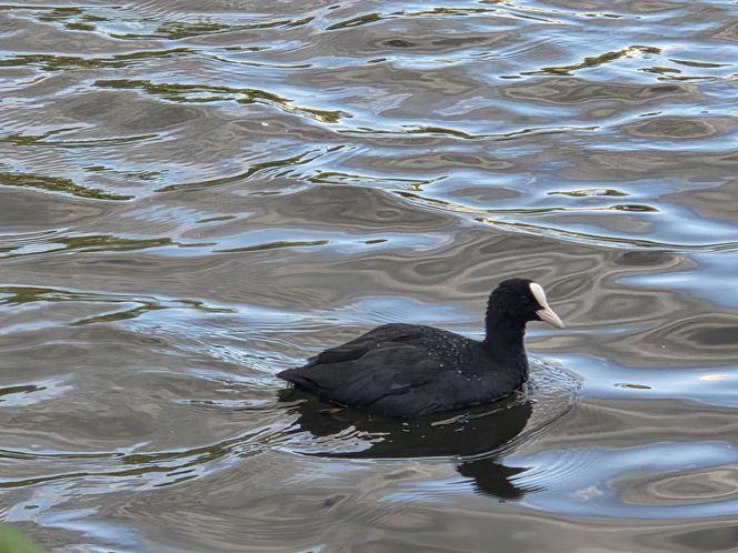 Zielona perła Bartodziejów. Odkryj uroki bydgoskiego Balatonu
