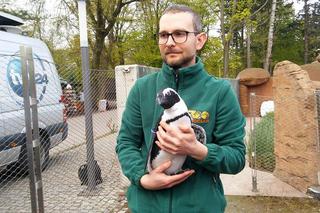 Pingwin Janush z wrocławskiego zoo jest płci żeńskiej i myśli, że jest człowiekiem! [WIDEO, ZDJĘCIA, AUDIO]