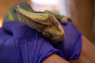 Kameleon Kajtek w tarapatach