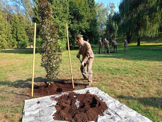 Trzy młode buki purpurowe na Skwerze Leśników Polskich wspólnie zasadzili pracownicy Nadleśnictwa Siedlce i Lasów Państwowych, władze miasta Siedlce i radni.