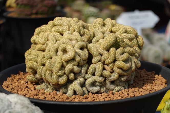 Mammillaria elongata 'Cristata'