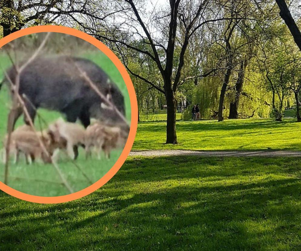 Rodziny dzików buszują po wrocławskich parkach. One czują się jak u siebie. Uważajcie na swoje psy 