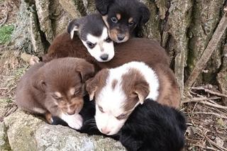 Maleńkie szczeniaczki były bliskie śmierci. Policjanci z Nowego Dworu Gdańskiego pokazali wielkie serca