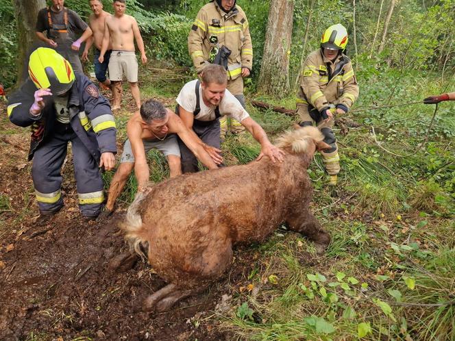 Nietypowe interwencje służb. Strażacy-ochotnicy uratowali stado koni, a strażnicy miejscy sarenki