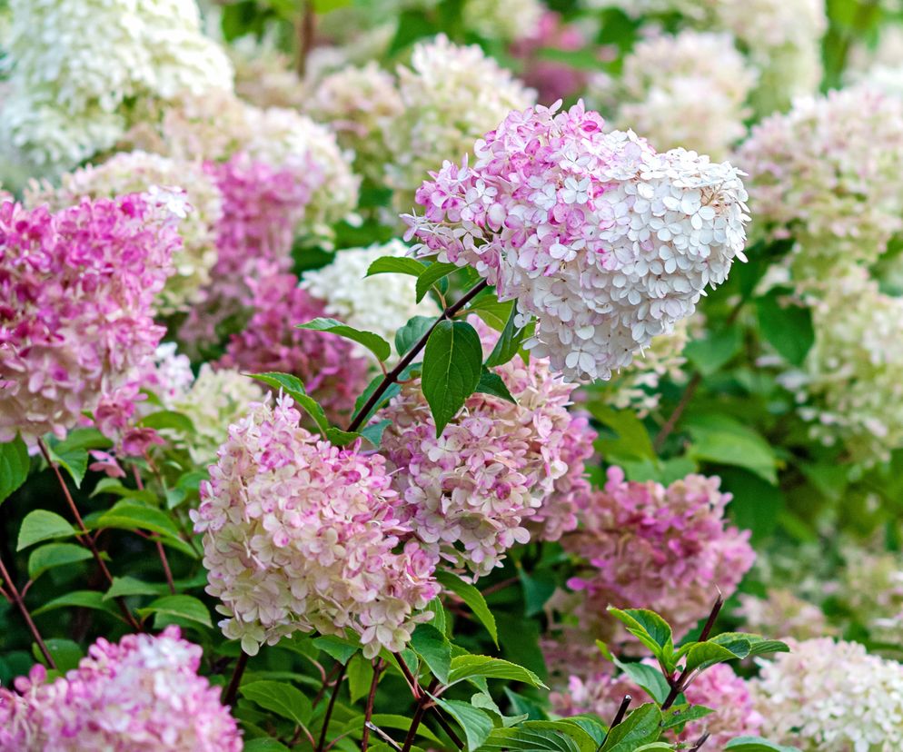 Hortensja bukietowa grandiflora